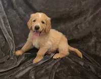 Sunny, a male Goldendoodle for sale in Fort Myers, FL – 4 of 5