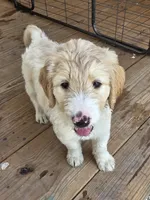 Manny, a male Goldendoodle for sale in Fort Myers, FL – 2 of 2