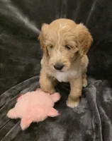 Mack, a male Goldendoodle for sale in Fort Myers, FL – 2 of 6