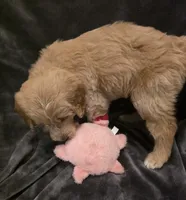 Mack, a male Goldendoodle for sale in Fort Myers, FL – 5 of 6