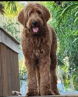 Missy, a female Goldendoodle for sale in Fort Myers, FL – 4 of 6