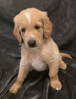 Sunny, a male Goldendoodle for sale in Fort Myers, FL – 2 of 5