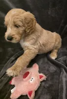 Mack, a male Goldendoodle for sale in Fort Myers, FL – 4 of 6