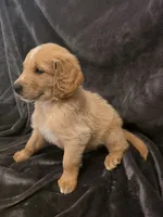 Sunny, a male Goldendoodle for sale in Fort Myers, FL – 3 of 5