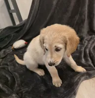 Missy, a female Goldendoodle for sale in Fort Myers, FL – 3 of 6