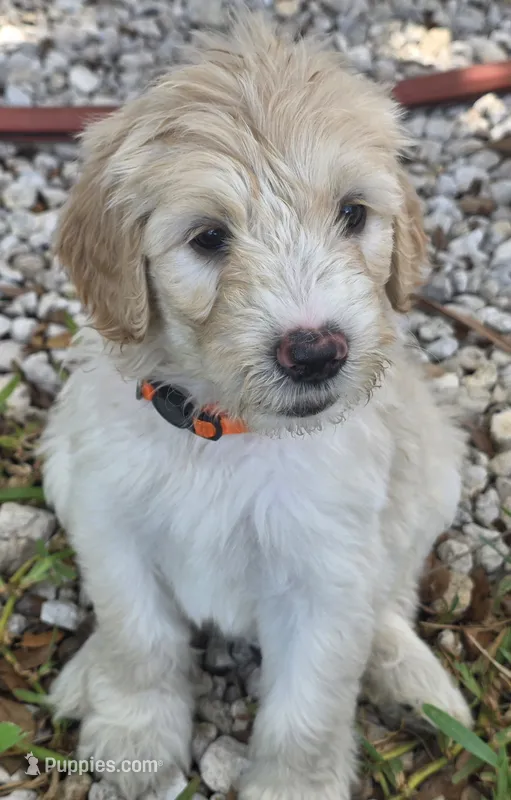 Mable – Goldendoodle puppy for sale in Fort Myers, FL