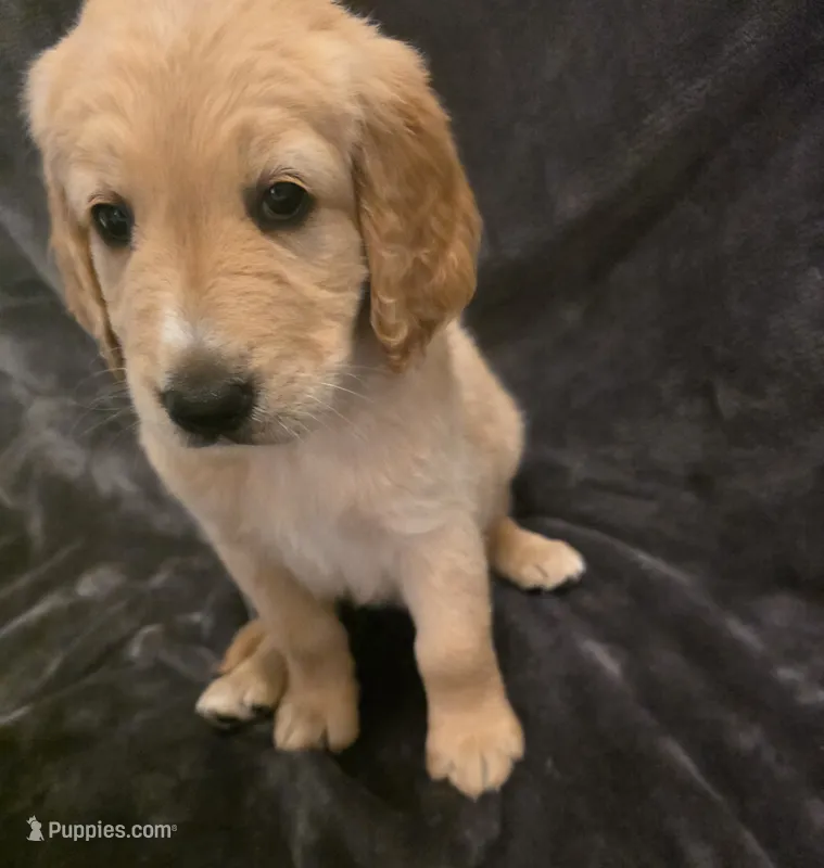 Monica – Goldendoodle puppy for sale in Fort Myers, FL