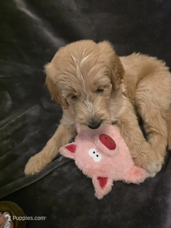 Mack – Goldendoodle puppy for sale in Fort Myers, FL