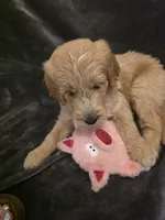 Mack, a male Goldendoodle for sale in Fort Myers, FL – 1 of 6