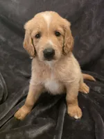 Sunny, a male Goldendoodle for sale in Fort Myers, FL – 5 of 5