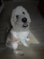 Missy, a female Goldendoodle for sale in Fort Myers, FL – 6 of 6