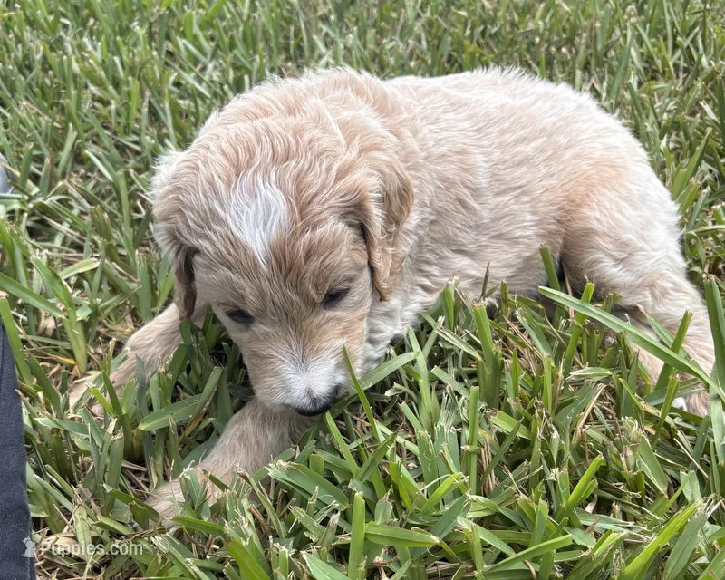 Moon, a male Goldendoodle for sale in Fort Myers, FL – 1 of 2