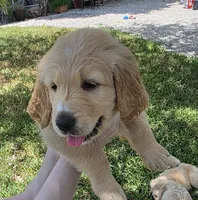Monica, a female Goldendoodle for sale in Fort Myers, FL – 1 of 1