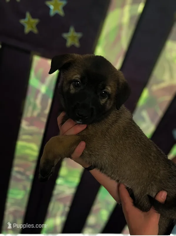 Black beauty – Belgian Malinois puppy for sale in Orlando, FL