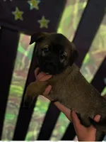 Black beauty, a female Belgian Malinois for sale in Orlando, FL – 1 of 3
