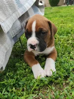 Charlie, a male Boxer for sale in Murrayville, IL – 1 of 10