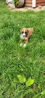Charlie, a male Boxer for sale in Murrayville, IL – 6 of 10
