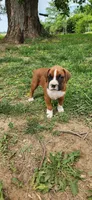 Charlie, a male Boxer for sale in Murrayville, IL – 3 of 10