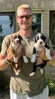 Charlie, a male Boxer for sale in Murrayville, IL – 8 of 10