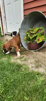 Charlie, a male Boxer for sale in Murrayville, IL – 2 of 10