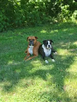 Charlie, a male Boxer for sale in Murrayville, IL – 10 of 10