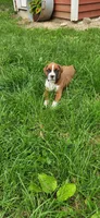 Charlie, a male Boxer for sale in Murrayville, IL – 5 of 10