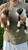 Charlie, a male Boxer for sale in Murrayville, IL – 7 of 10