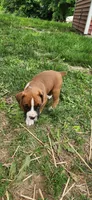 Charlie, a male Boxer for sale in Murrayville, IL – 4 of 10