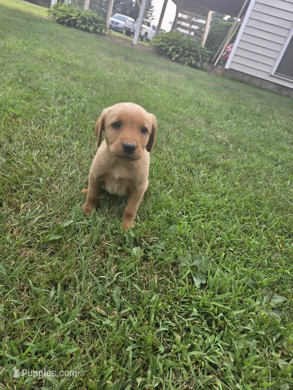 Female 3 – Golden Retriever, Labrador Retriever puppy for sale in Little Falls, MN