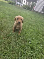 Female 3, a female Golden Retriever and Labrador Retriever for sale in Little Falls, MN – 1 of 1