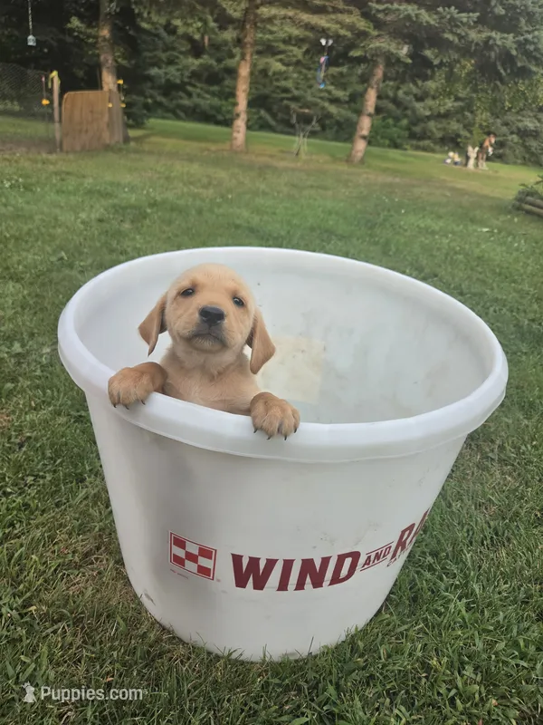 Male 4 – Golden Retriever, Labrador Retriever puppy for sale in Little Falls, MN