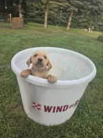 Male 4, a male Golden Retriever and Labrador Retriever for sale in Little Falls, MN – 1 of 1