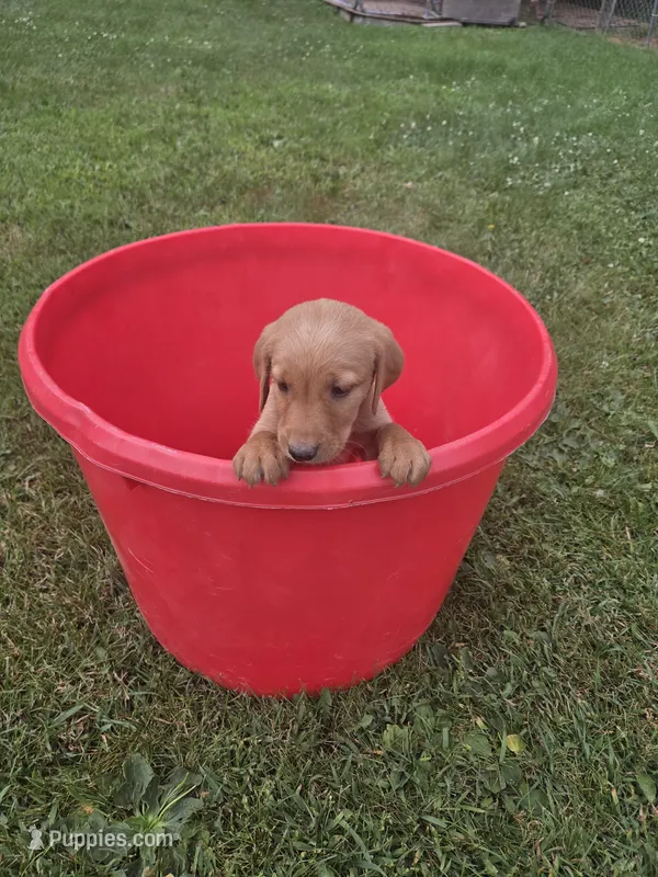 Female 2 – Golden Retriever, Labrador Retriever puppy for sale in Little Falls, MN