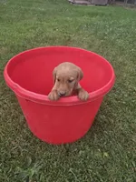 Female 2, a female Golden Retriever and Labrador Retriever for sale in Little Falls, MN – 1 of 1