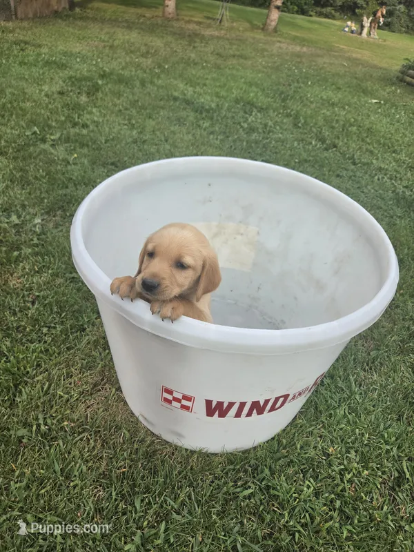 Male 5 – Golden Retriever, Labrador Retriever puppy for sale in Little Falls, MN