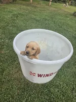 Male 5, a male Golden Retriever and Labrador Retriever for sale in Little Falls, MN – 1 of 1
