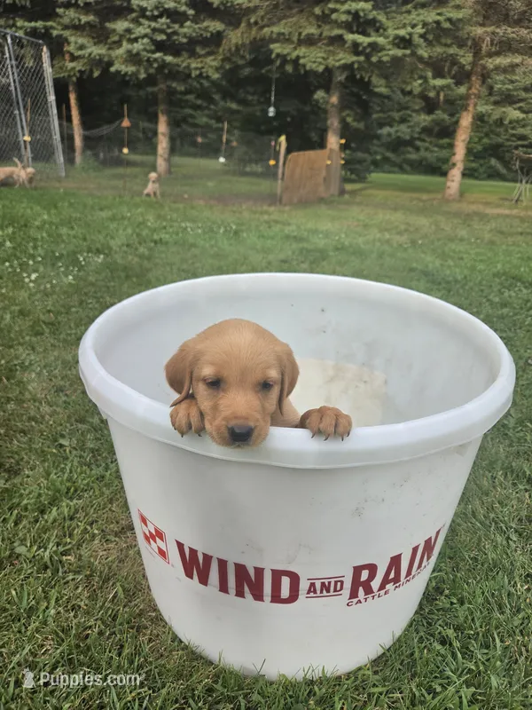 Male 2 – Golden Retriever, Labrador Retriever puppy for sale in Little Falls, MN