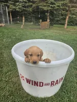 Male 2, a male Golden Retriever and Labrador Retriever for sale in Little Falls, MN – 1 of 1