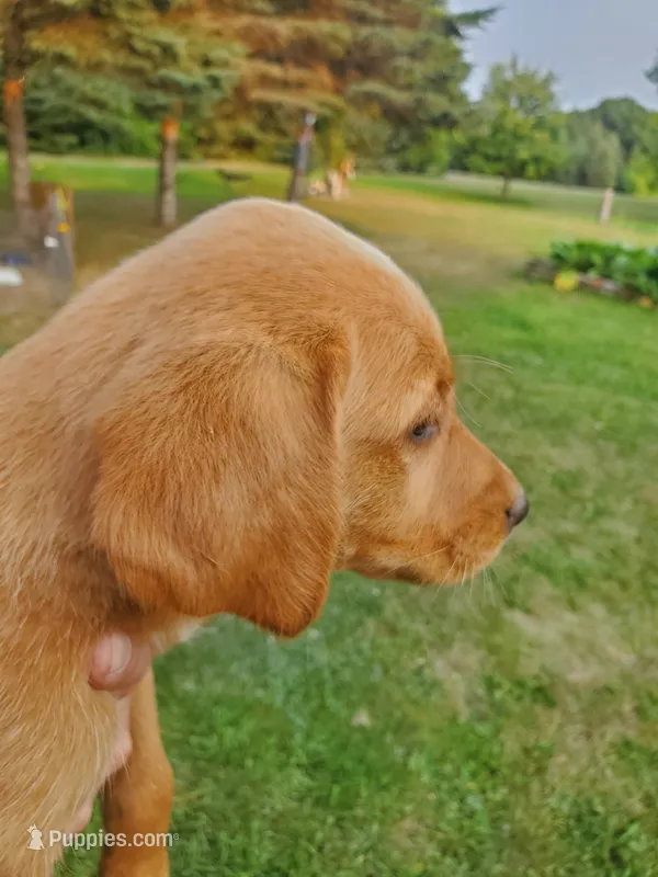 Female 2 – Golden Retriever, Labrador Retriever puppy for sale in Little Falls, MN