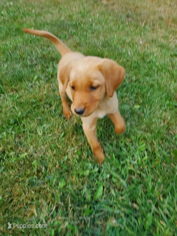 Female 3 – Golden Retriever, Labrador Retriever puppy for sale in Little Falls, MN