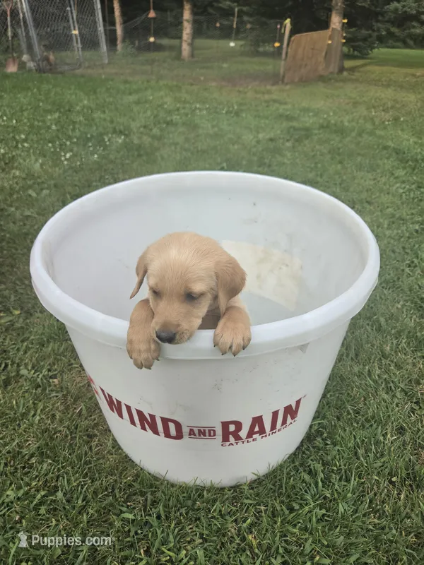Male 3 – Golden Retriever, Labrador Retriever puppy for sale in Little Falls, MN