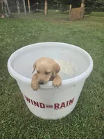 Male 3, a male Golden Retriever and Labrador Retriever for sale in Little Falls, MN – 1 of 1