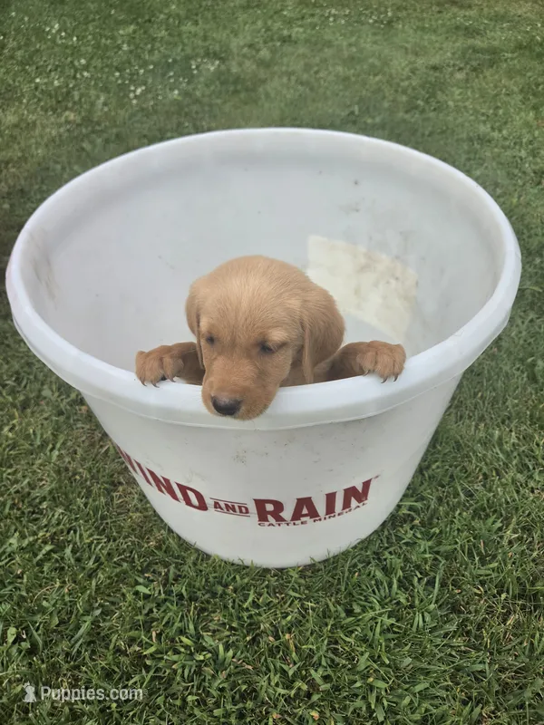Male 1 – Golden Retriever, Labrador Retriever puppy for sale in Little Falls, MN