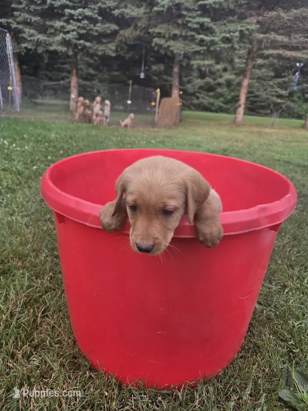 Female 1 – Golden Retriever, Labrador Retriever puppy for sale in Little Falls, MN