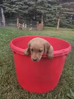 Female 1, a female Golden Retriever and Labrador Retriever for sale in Little Falls, MN – 1 of 1