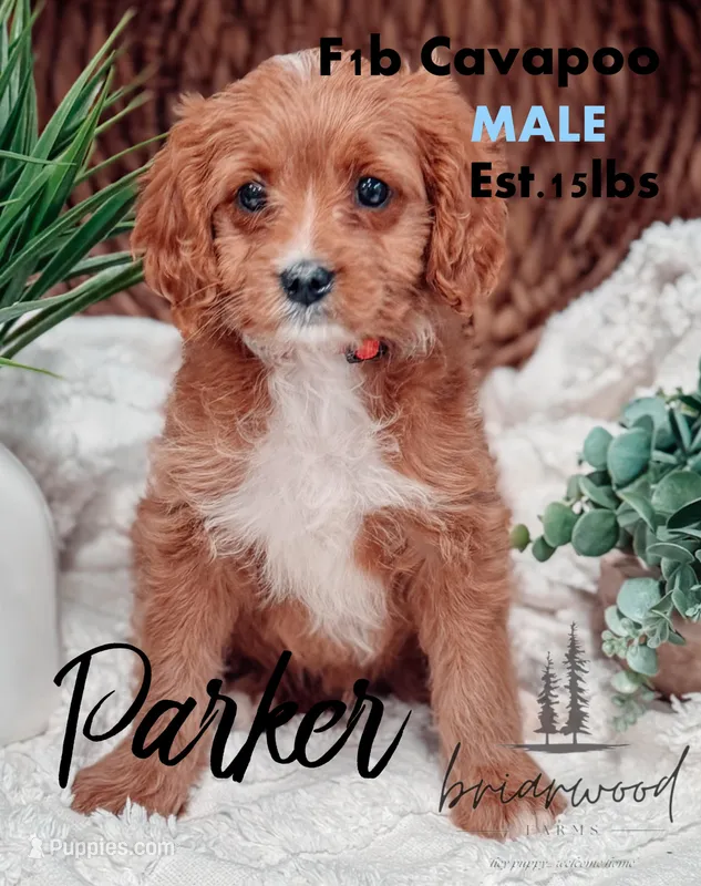 parker – Cavapoo puppy for sale in Nashville, TN