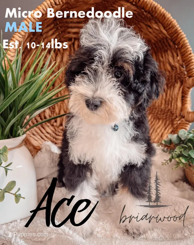 ace – Miniature Bernedoodle puppy for sale in Nashville, TN