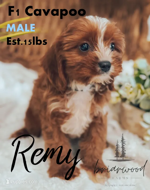 remy – Cavaton puppy for sale in Nashville, TN