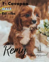 remy, a male Cavaton for sale in Nashville, TN – 1 of 1