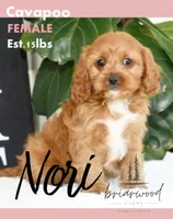 Nori, a female Cavapoo for sale in Nashville, TN – 1 of 1